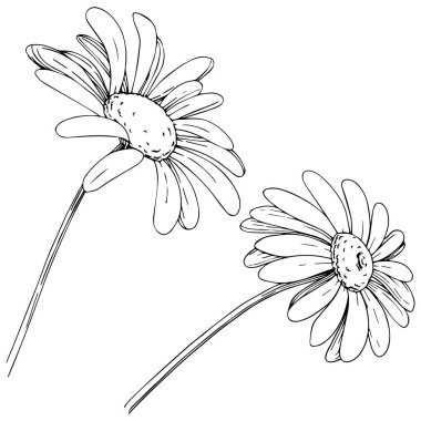 Daisy izole bir vektör tarzı. Bitki tam adı: papatya, papatya. Arka plan, doku, sarıcı desen, çerçeve veya kenarlık için vektör zeytin ağacı.