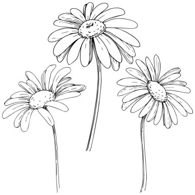 Daisy izole bir vektör tarzı. Bitki tam adı: papatya, papatya. Arka plan, doku, sarıcı desen, çerçeve veya kenarlık için vektör zeytin ağacı.