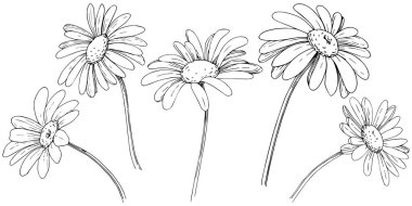 Daisy izole bir vektör tarzı. Bitki tam adı: papatya, papatya. Arka plan, doku, sarıcı desen, çerçeve veya kenarlık için vektör zeytin ağacı.