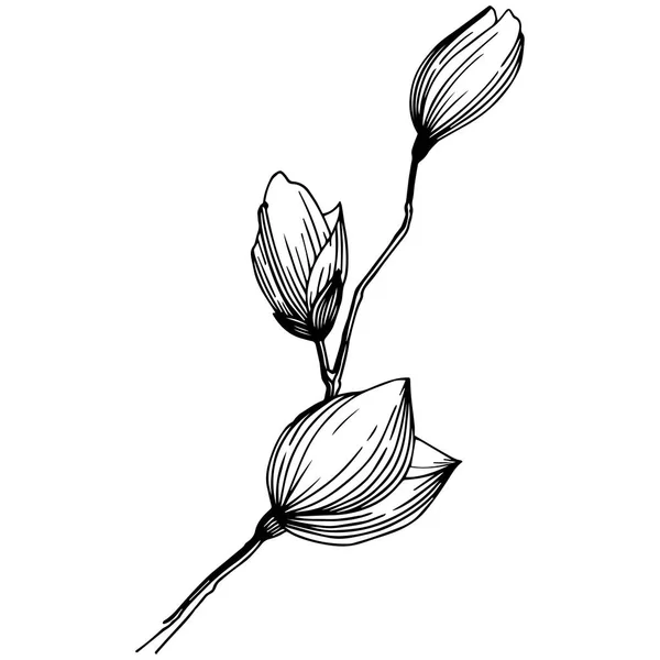 Magnolia Dans Style Vectoriel Isolé Nom Complet Plante Magnolia Gynopodium — Image vectorielle