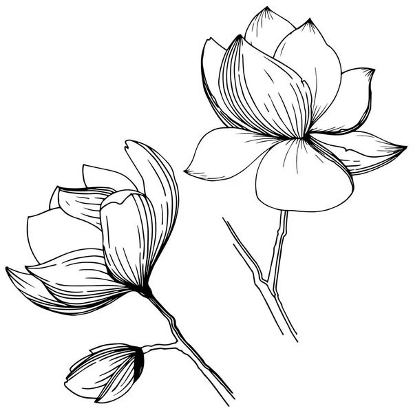 Magnolia Ένα Στυλ Διάνυσμα Απομονωμένη Πλήρης Ονομασία Του Φυτού Μανόλια — Διανυσματικό Αρχείο