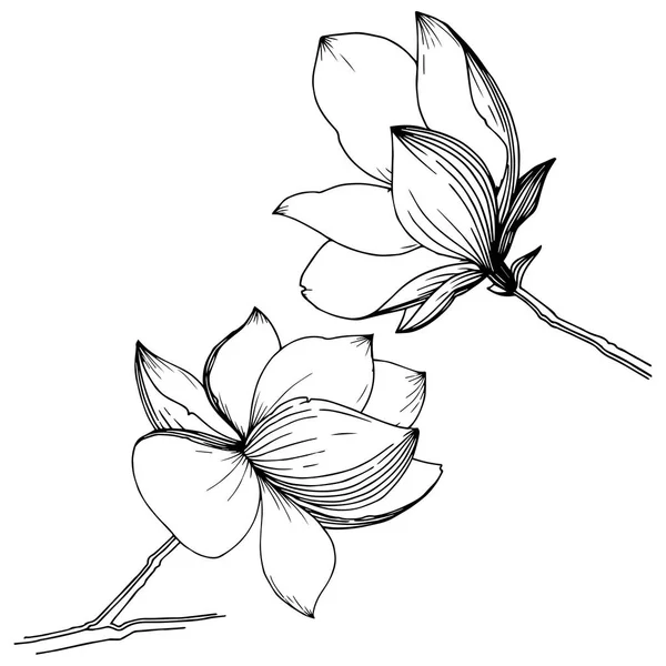 Magnolia Estilo Vectorial Aislado Nombre Completo Planta Magnolia Gynopodium Sweetbay — Archivo Imágenes Vectoriales