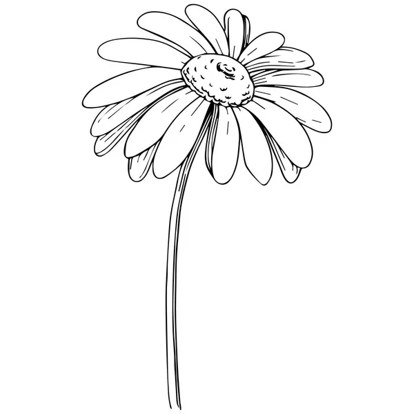 Daisy Vector Style Isolated Full Name Plant Daisy Chamomile Vector — Stock Vector