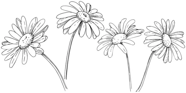 Marguerite Dans Style Vectoriel Isolé Nom Complet Plante Marguerite Camomille — Image vectorielle