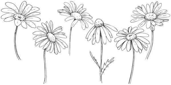 雏菊在矢量样式隔绝了 植物全名 洋甘菊 包装图案 框架或边框的矢量橄榄树 — 图库矢量图片