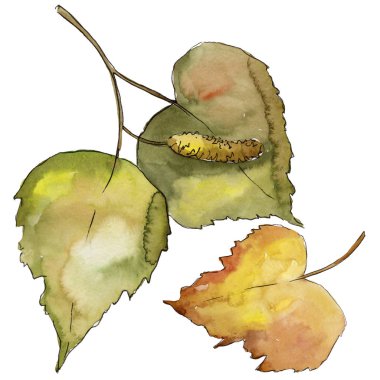 Yaprakları huş izole bir suluboya tarzında. Aquarelle yaprak için arka plan, doku, sarıcı desen, çerçeve veya kenarlık.