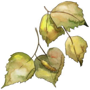 Yaprakları huş izole bir suluboya tarzında. Aquarelle yaprak için arka plan, doku, sarıcı desen, çerçeve veya kenarlık.