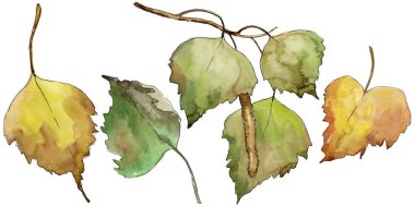Yaprakları huş izole bir suluboya tarzında. Aquarelle yaprak için arka plan, doku, sarıcı desen, çerçeve veya kenarlık.