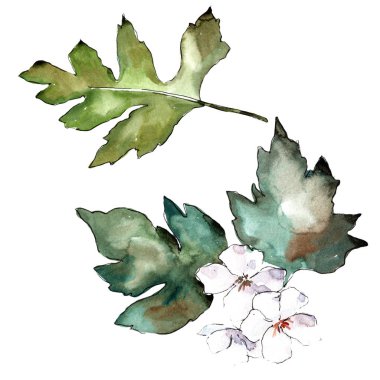 Alıç yeşil izole bir suluboya tarzında bırakır. Aquarelle yaprak için arka plan, doku, sarıcı desen, çerçeve veya kenarlık.