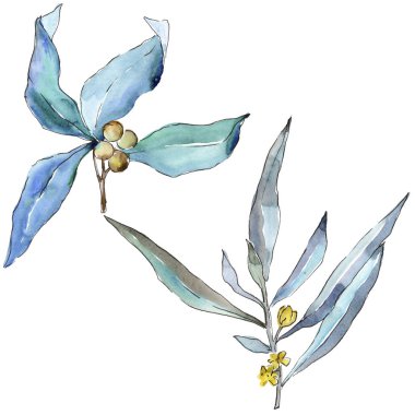 Mavi iğde izole bir suluboya tarzında bırakır. Aquarelle yaprak için arka plan, doku, sarıcı desen, çerçeve veya kenarlık.