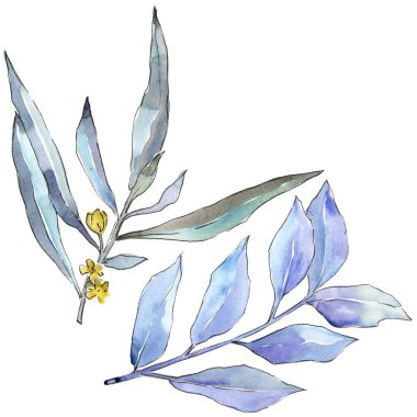 Mavi iğde izole bir suluboya tarzında bırakır. Aquarelle yaprak için arka plan, doku, sarıcı desen, çerçeve veya kenarlık.