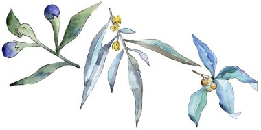 Mavi iğde izole bir suluboya tarzında bırakır. Aquarelle yaprak için arka plan, doku, sarıcı desen, çerçeve veya kenarlık.