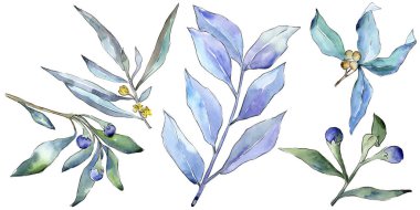 Mavi iğde izole bir suluboya tarzında bırakır. Aquarelle yaprak için arka plan, doku, sarıcı desen, çerçeve veya kenarlık.