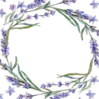 Mor lavanta. Botanik çiçek. Çerçeve kenarlığı süsleme Meydanı. Arka plan, doku, sarıcı desen, çerçeve veya kenarlık için Aquarelle kır çiçeği.