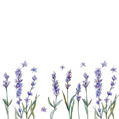 Mor lavanta. Botanik çiçek. Çerçeve kenarlığı süsleme Meydanı. Arka plan, doku, sarıcı desen, çerçeve veya kenarlık için Aquarelle kır çiçeği.