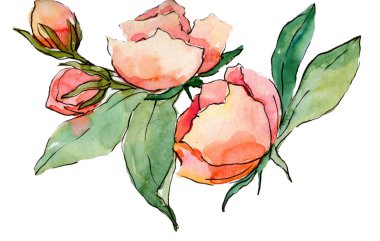 Pembe buket kır çiçeği. Botanik çiçek. Vahşi bahar yaprak izole kır çiçeği. Arka plan, doku, sarıcı desen, çerçeve veya kenarlık için Aquarelle kır çiçeği.