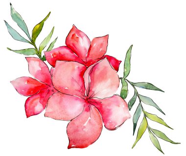 Pembe buket kır çiçeği. Botanik çiçek. Vahşi bahar yaprak izole kır çiçeği. Arka plan, doku, sarıcı desen, çerçeve veya kenarlık için Aquarelle kır çiçeği.