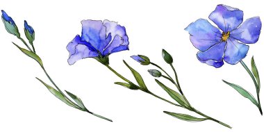 Mavi keten. Botanik çiçek. Vahşi bahar yaprak izole kır çiçeği. Arka plan, doku, sarıcı desen, çerçeve veya kenarlık için Aquarelle kır çiçeği.