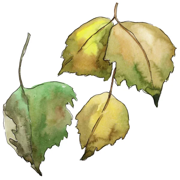 Φύλλα Σημύδας Στυλ Υδροχρώματος Απομονωμένη Φύλλα Ακουαρέλας Για Φόντο Υφή — Φωτογραφία Αρχείου