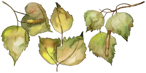 Φύλλα Σημύδας Στυλ Υδροχρώματος Απομονωμένη Φύλλα Ακουαρέλας Για Φόντο Υφή — Φωτογραφία Αρχείου