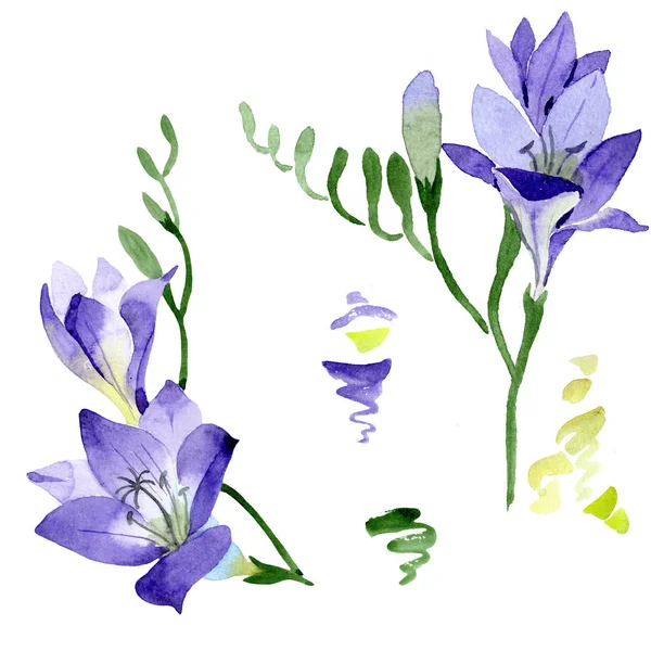Freesia Púrpura Flor Botánica Floral Flor Silvestre Hoja Primavera Aislada — Foto de Stock