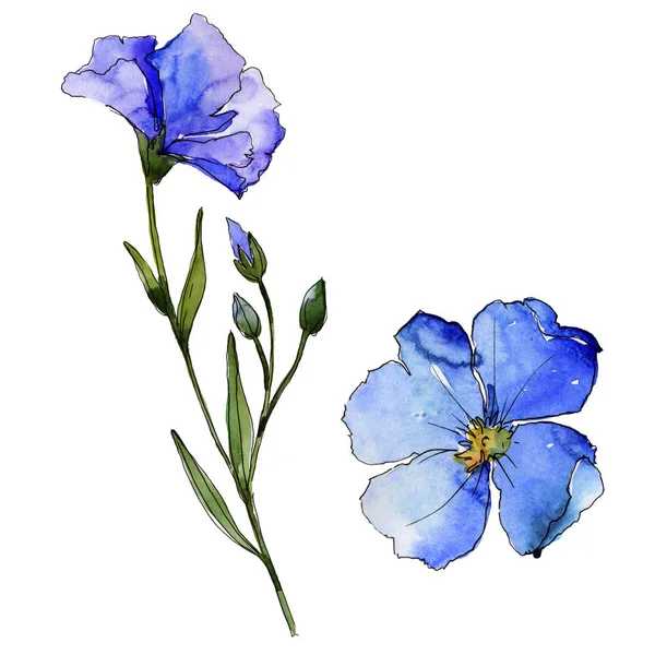 Linho Azul Floral Flor Botânica Folha Selvagem Primavera Wildflower Isolado — Fotografia de Stock