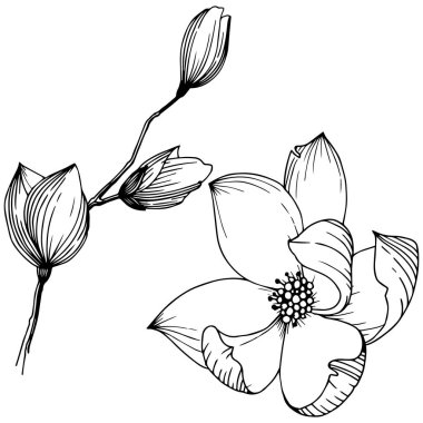 Manolya izole bir vektör tarzı. Bitki tam adı: Manolya, gynopodium, sweetbay. Arka plan, doku, sarıcı desen, çerçeve veya kenarlık için vektör zeytin ağacı.