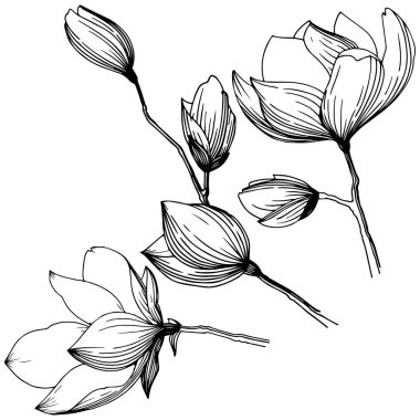 Manolya izole bir vektör tarzı. Bitki tam adı: Manolya, gynopodium, sweetbay. Arka plan, doku, sarıcı desen, çerçeve veya kenarlık için vektör zeytin ağacı.