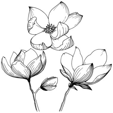 Manolya izole bir vektör tarzı. Bitki tam adı: Manolya, gynopodium, sweetbay. Arka plan, doku, sarıcı desen, çerçeve veya kenarlık için vektör zeytin ağacı.