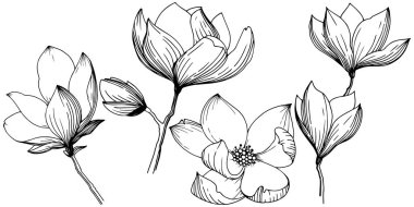 Manolya izole bir vektör tarzı. Bitki tam adı: Manolya, gynopodium, sweetbay. Arka plan, doku, sarıcı desen, çerçeve veya kenarlık için vektör zeytin ağacı.