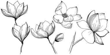 Manolya izole bir vektör tarzı. Bitki tam adı: Manolya, gynopodium, sweetbay. Arka plan, doku, sarıcı desen, çerçeve veya kenarlık için vektör zeytin ağacı.