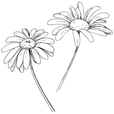 Daisy izole bir vektör tarzı. Bitki tam adı: papatya, papatya. Arka plan, doku, sarıcı desen, çerçeve veya kenarlık için vektör zeytin ağacı.