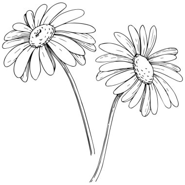 Daisy izole bir vektör tarzı. Bitki tam adı: papatya, papatya. Arka plan, doku, sarıcı desen, çerçeve veya kenarlık için vektör zeytin ağacı.