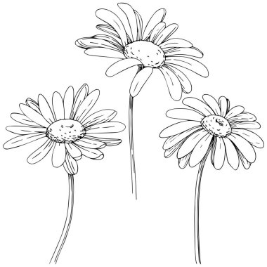 Daisy izole bir vektör tarzı. Bitki tam adı: papatya, papatya. Arka plan, doku, sarıcı desen, çerçeve veya kenarlık için vektör zeytin ağacı.