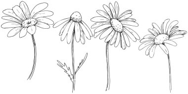 Daisy izole bir vektör tarzı. Bitki tam adı: papatya, papatya. Arka plan, doku, sarıcı desen, çerçeve veya kenarlık için vektör zeytin ağacı.