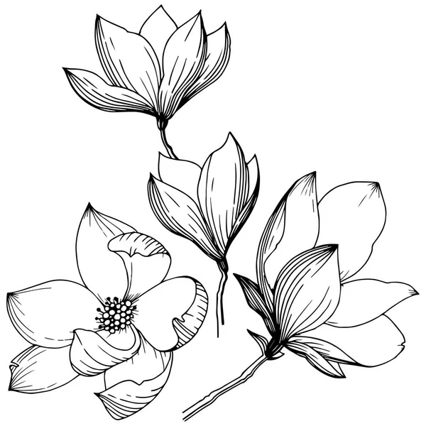 Magnolia Stylu Wektor Białym Tle Pełna Nazwa Zakładu Sweetbay Magnolia — Wektor stockowy