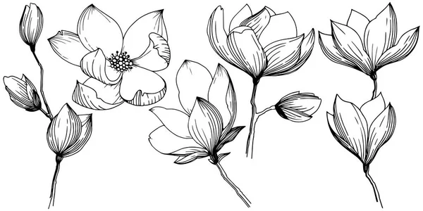 Magnolia Estilo Vectorial Aislado Nombre Completo Planta Magnolia Gynopodium Sweetbay — Vector de stock