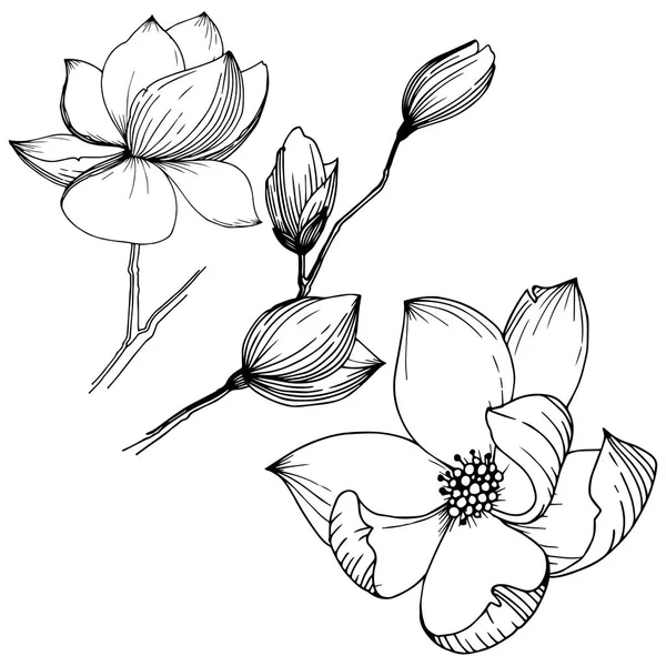 Magnolia Estilo Vectorial Aislado Nombre Completo Planta Magnolia Gynopodium Sweetbay — Archivo Imágenes Vectoriales