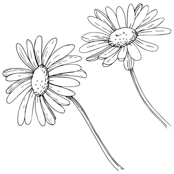 Marguerite Dans Style Vectoriel Isolé Nom Complet Plante Marguerite Camomille — Image vectorielle