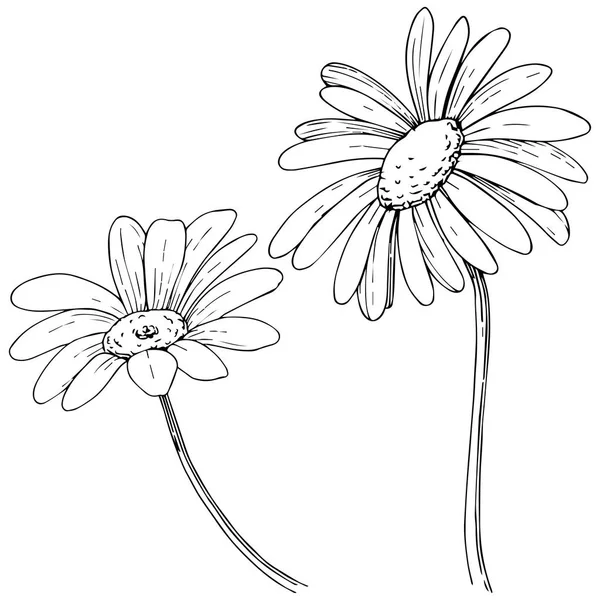 Marguerite Dans Style Vectoriel Isolé Nom Complet Plante Marguerite Camomille — Image vectorielle