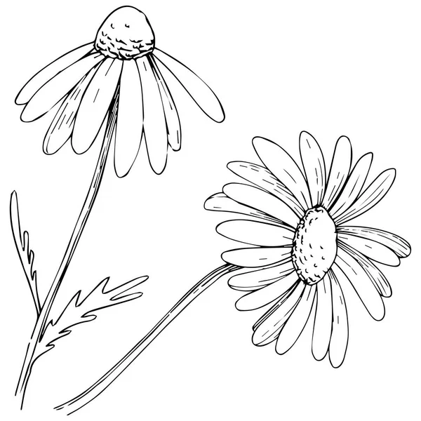 Marguerite Dans Style Vectoriel Isolé Nom Complet Plante Marguerite Camomille — Image vectorielle