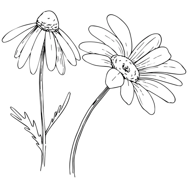 雏菊在矢量样式隔绝了 植物全名 洋甘菊 包装图案 框架或边框的矢量橄榄树 — 图库矢量图片