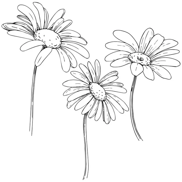 Marguerite Dans Style Vectoriel Isolé Nom Complet Plante Marguerite Camomille — Image vectorielle