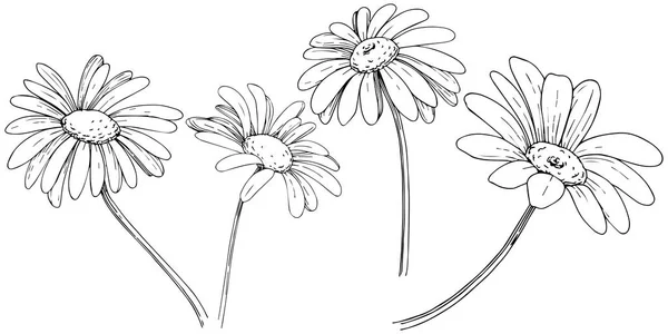 Marguerite Dans Style Vectoriel Isolé Nom Complet Plante Marguerite Camomille — Image vectorielle