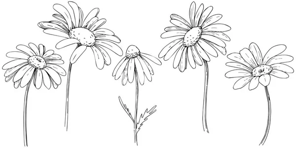 Marguerite Dans Style Vectoriel Isolé Nom Complet Plante Marguerite Camomille — Image vectorielle