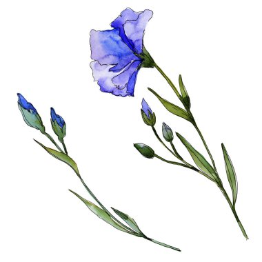 Mavi keten. Botanik çiçek. Vahşi bahar yaprak izole kır çiçeği. Arka plan, doku, sarıcı desen, çerçeve veya kenarlık için Aquarelle kır çiçeği.