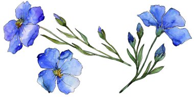 Mavi keten. Botanik çiçek. Vahşi bahar yaprak izole kır çiçeği. Arka plan, doku, sarıcı desen, çerçeve veya kenarlık için Aquarelle kır çiçeği.