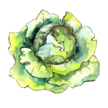 Yeşil lahana sebze izole bir suluboya tarzında. Tam bir sebze adı: lahana. Aquarelle sebze arka plan, doku, sarıcı desen veya menü.