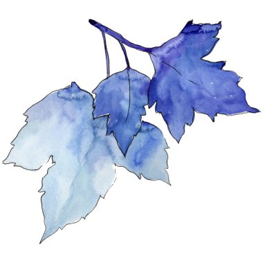 Frenk üzümü izole bir suluboya tarzında bırakır. Aquarelle yaprak için arka plan, doku, sarıcı desen, çerçeve veya kenarlık.