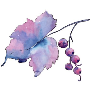 Frenk üzümü izole bir suluboya tarzında bırakır. Aquarelle yaprak için arka plan, doku, sarıcı desen, çerçeve veya kenarlık.